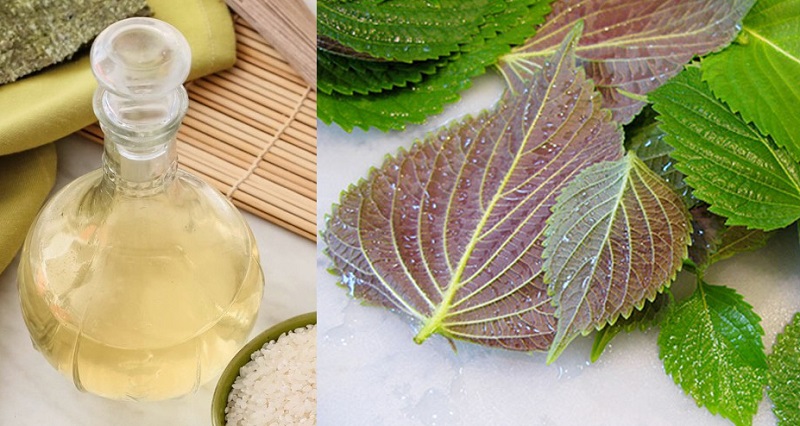 trị nám bằng lá tía tô với giấm trắng 