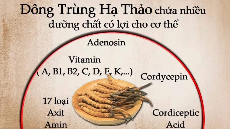 có nên uống đông trùng hạ thảo thường xuyên không