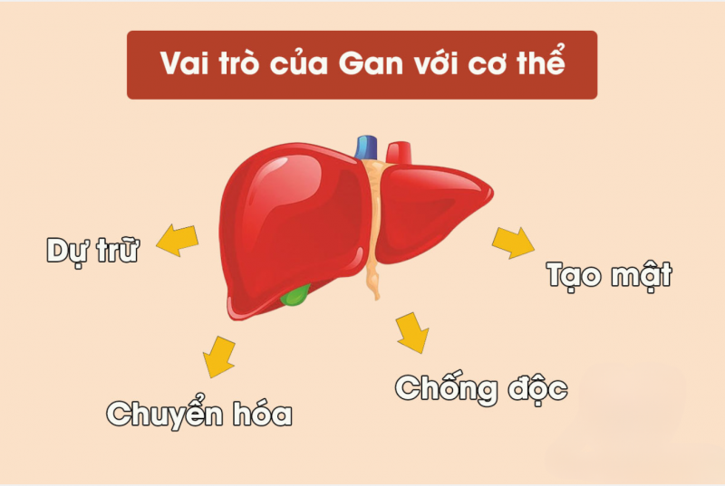 Các chức năng của gan đóng vai trò thiết yếu trong việc duy trì sức khỏe, chuyển hóa chất và loại bỏ độc tố khỏi cơ thể