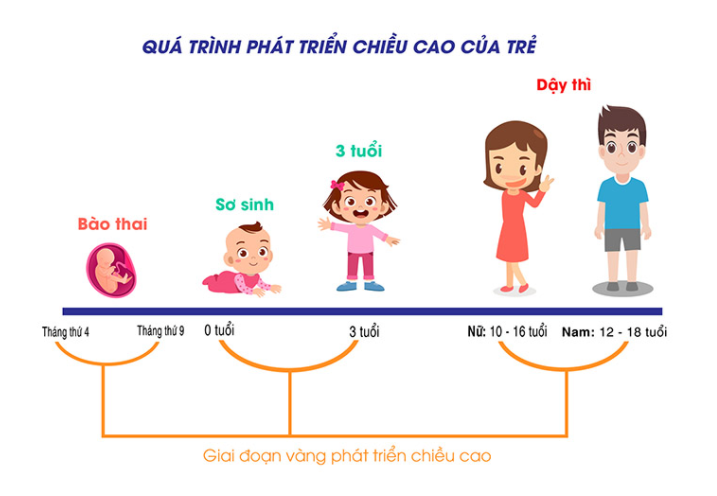 Quá trình phát triển chiều cao qua 3 giai đoạn