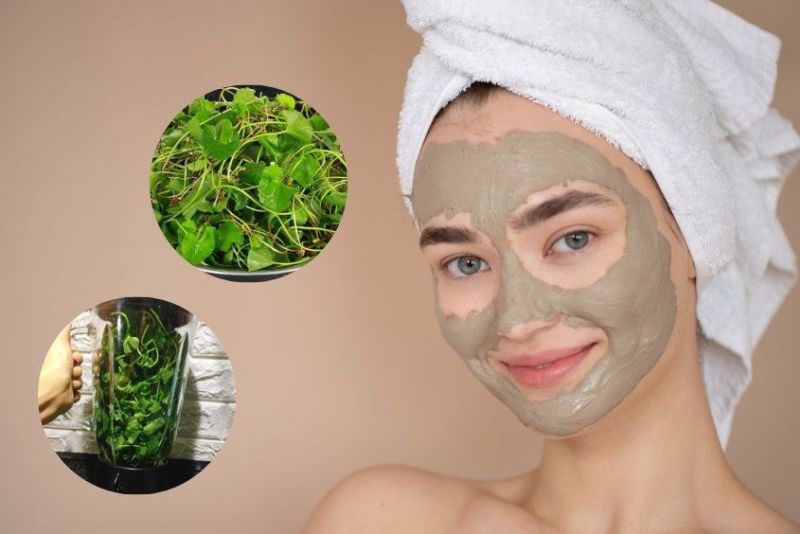  Điều trị nám với rau má