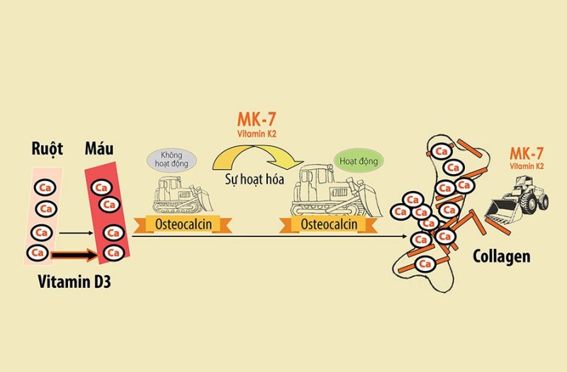 Quá trình cơ thể hấp thụ canxi còn nhờ sự hỗ trợ của Vitamin D3 và MK7