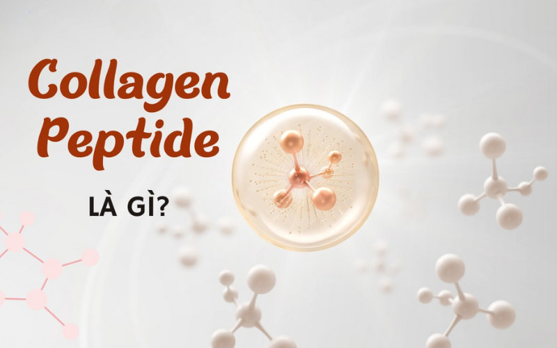 Collagen Peptide là gì?