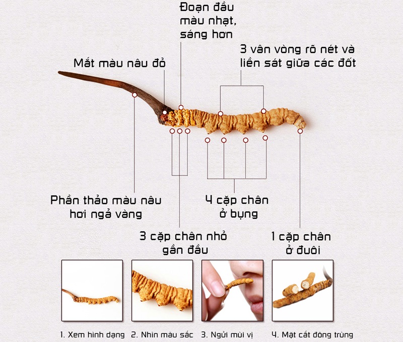 phân biệt đông trùng hạ thảo thật và giả