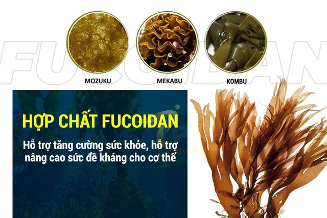 Thành phần hợp chất có trong Fucoidan giúp hỗ trợ tăng cường sức khỏe, năng cao sức đề kháng cho cơ thể