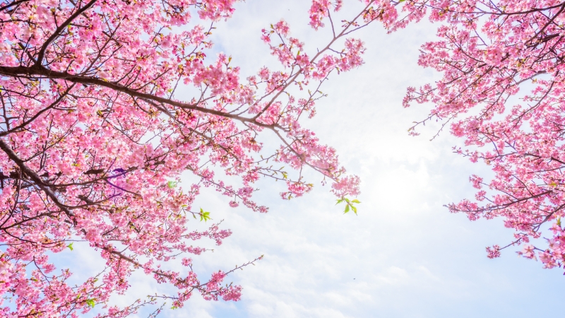 Theo dự báo, hoa anh đào tại Sapporo sẽ bắt đầu nở vào ngày 2 tháng 5 và kéo dài đến ngày 6 tháng 5