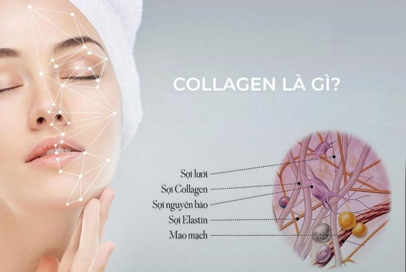 Collagen là một loại protein quan trọng trong cơ thể con người