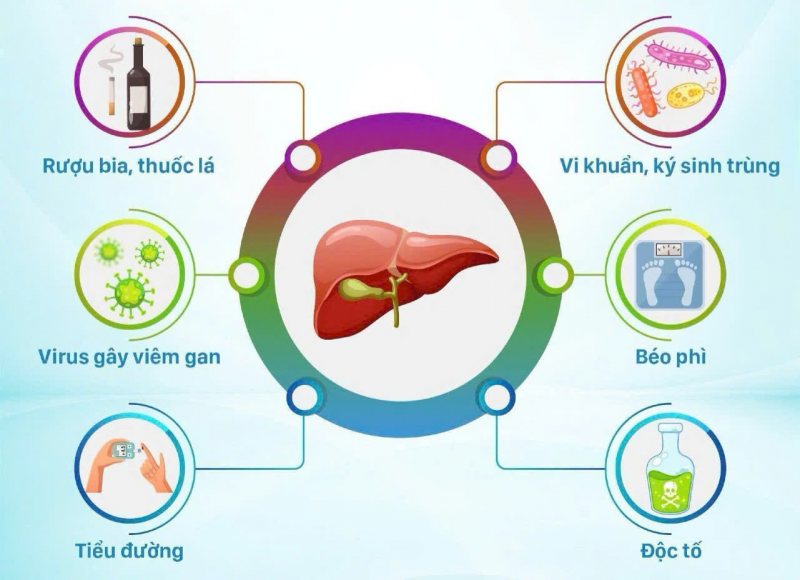 Tìm hiểu các nguyên nhân gây nhiễm độc gan