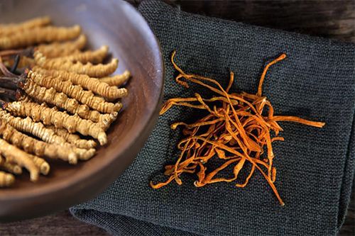 Uống đông trùng hạ thảo sai thời điểm sẽ ảnh hưởng nghiêm trọng đến sức khỏe