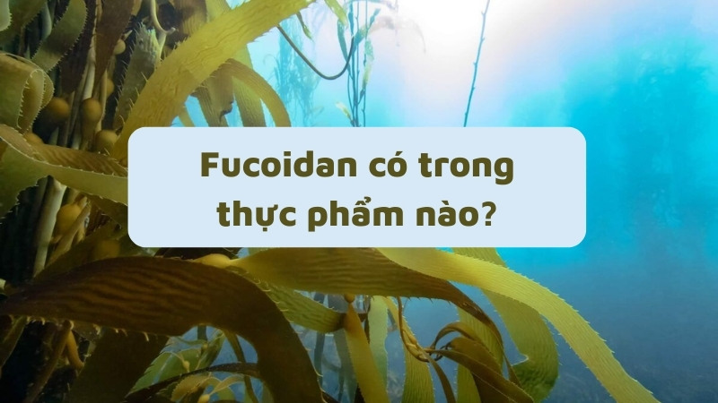 Fucoidan có trong thực phẩm nào?