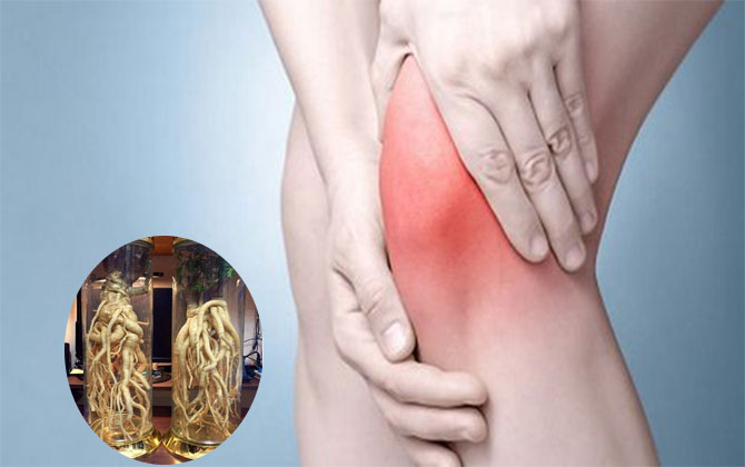 Uống rượu đinh lăng có tốt cho xương khớp không là vấn đề được nhiều người quan tâm