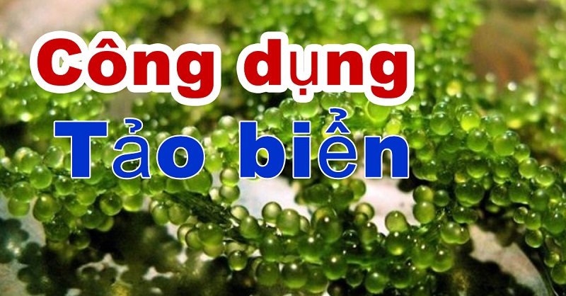 [Góc Nhìn Chuyên Gia] Uống Tảo Có Tốt Cho Gan Không?