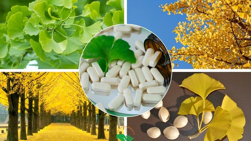 Ginkgo Biloba là thuốc hay thực phẩm chức năng?