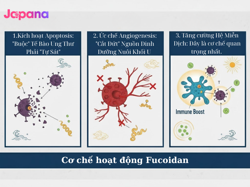 cơ chế hoạt động Fucoidan