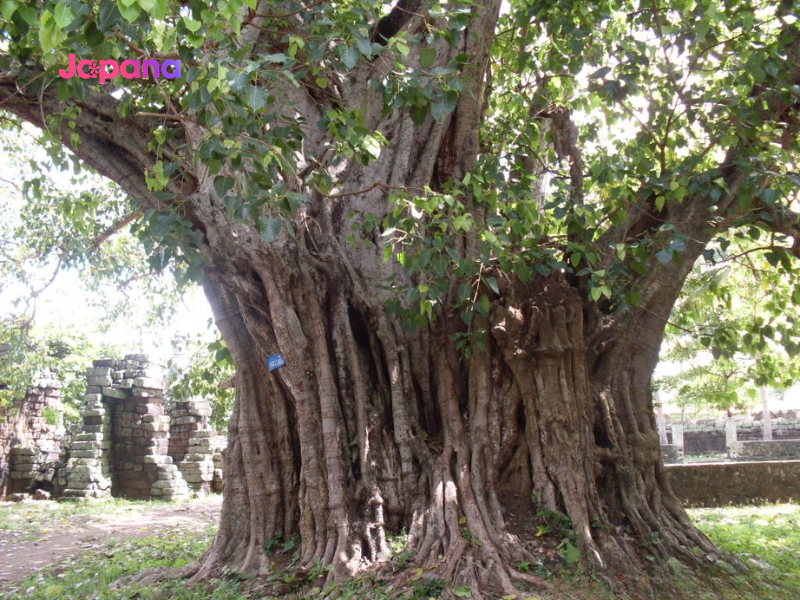 Không đứng gần cây đa, cây dề