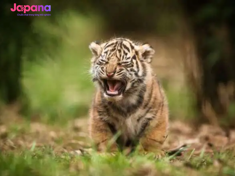 Sinh con năm 2022 cầm tinh con Cọp nên tính cách mạnh mẽ, hào phóng