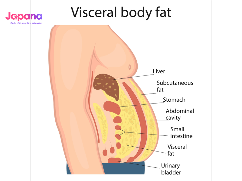 1. Mỡ nội tạng là gì?