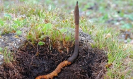 6 Triệu Chứng Cần Lưu Ý Khi Dùng Đông Trùng Hạ Thảo