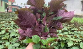 Top 12 cách trị nám bằng lá tía tô tại nhà 