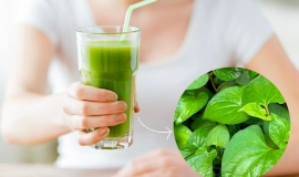 Rau diếp cá có tốt cho gan không? Những điều cần lưu ý