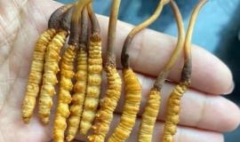 Bạn Có Biết Con Đông Trùng Hạ Thảo Sống Ở Đâu Trong Tự Nhiên?