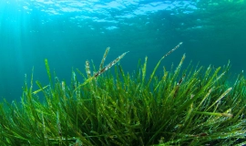 Có nên uống tảo xoắn thường xuyên không? Vì sao?
