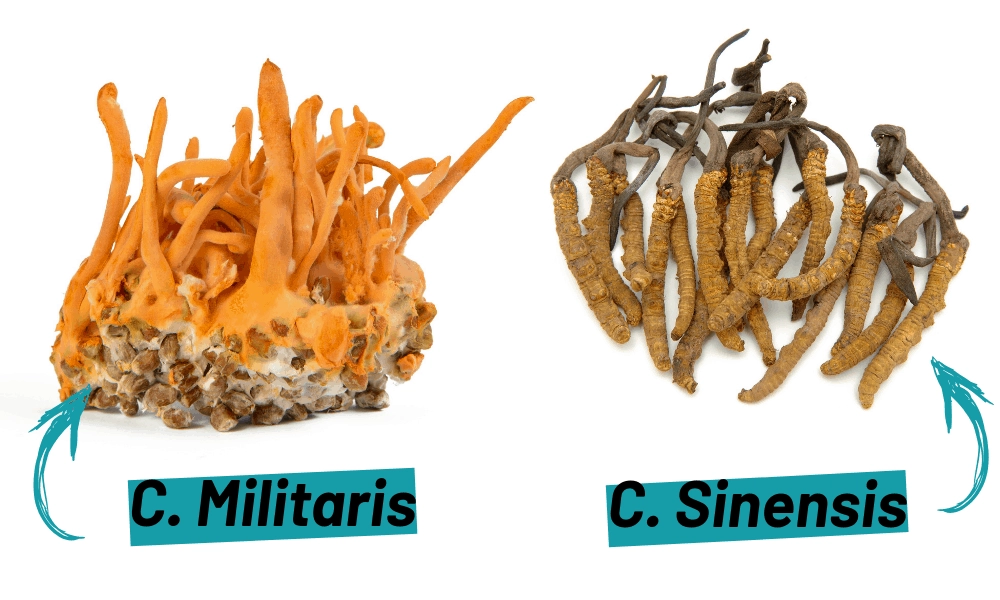 Đông Trùng Hạ Thảo Cordyceps Sinensis: Phân Loại, Công Dụng và Cách Dùng