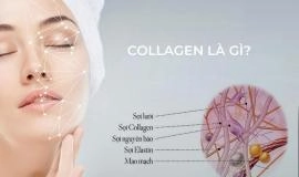 Collagen là gì? Tác dụng thật sự của Collagen đối với làn da và cơ thể