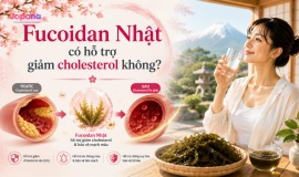 Fucoidan Nhật có hỗ trợ giảm cholesterol không?