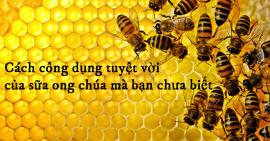 Công dụng của sữa ong chúa có thể bạn chưa biết