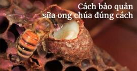 Cách bảo quản sữa ong chúa sao cho đúng cách?