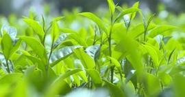 14 cách trị mụn trứng cá  và thâm mụn hiệu quả bằng lá chè xanh 