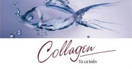 Liệu có bị tăng cân khi sử dụng collagen da cá thường xuyên?
