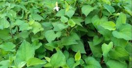 Làm đẹp da bằng rau diếp cá đơn giản tại nhà