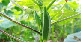 Trẻ ra trông thấy nhờ đậu bắp