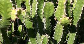 Sử dụng cây xương rồng để chữa thoái hoá cột sống, bạn đã biết chưa?