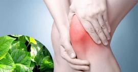 11 cách chữa thoái hoá khớp gối bằng những nguyên liệu có trong tự nhiên