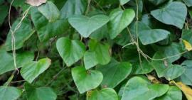 10 cây thuốc lưu truyền trong nhân gian trị xương khớp đau đại tài