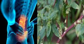 Cây dền gai, xương rồng và hạt đu đủ có giảm được tình trạng gai cột sống hay không?