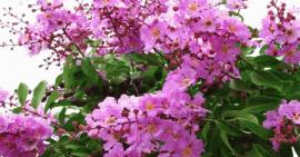 Chữa bệnh Gout bằng cây bằng lăng có hiệu quả như lời đồn?