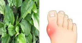 Cây mã đề chính là khắc tinh của bệnh Gout