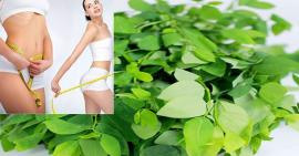 Mách bạn công thức giảm cân bằng rau ngót