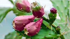 Bí quyết dưỡng da với dầu hạt xương rồng