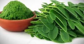 Cây chùm ngây chính là dược liệu quý trong dưỡng trắng da, chống lão hoá