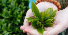 Bí quyết trắng sáng làn da với những loại lá trong vườn