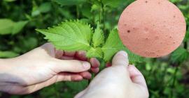 Trị mụn đầu đen bằng lá tía tô có hiệu quả không?