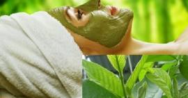 Một số công thức làm mặt nạ lá ổi trị nám hiệu quả