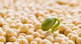 Viên uống mầm đậu nành có tác dụng gì?