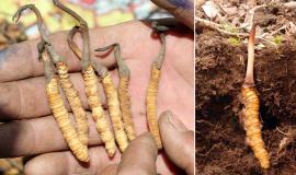 Thực hư tác hại của đông trùng hạ thảo bạn cần biết