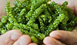 Tảo xanh Nhật Bản có tác dụng gì?